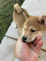 Nitro , a male Shiba Inu for sale in Oklahoma City, OK – 4 of 6
