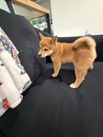Toffee , a female Shiba Inu for sale in Oklahoma City, OK – 7 of 7