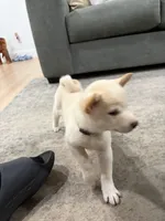 Gohan, a male Shiba Inu for sale in Oklahoma City, OK – 3 of 6