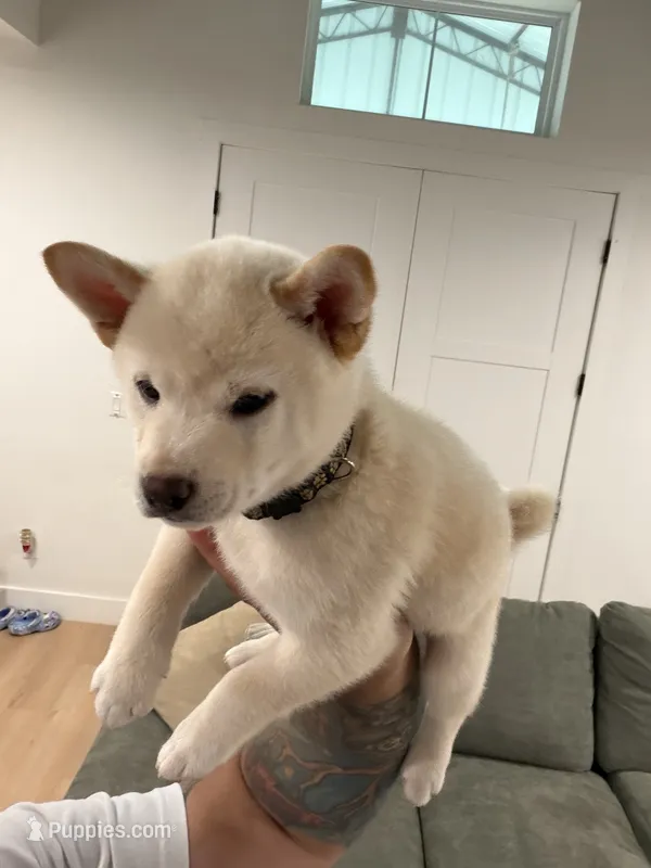 Gohan – Shiba Inu puppy for sale in Oklahoma City, OK