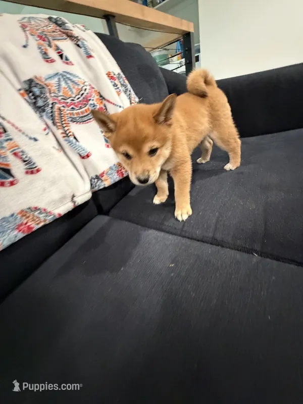 Toffee  – Shiba Inu puppy for sale in Oklahoma City, OK