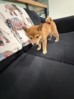 Toffee , a female Shiba Inu for sale in Oklahoma City, OK – 1 of 7