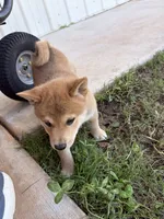 Nitro , a male Shiba Inu for sale in Oklahoma City, OK – 6 of 6