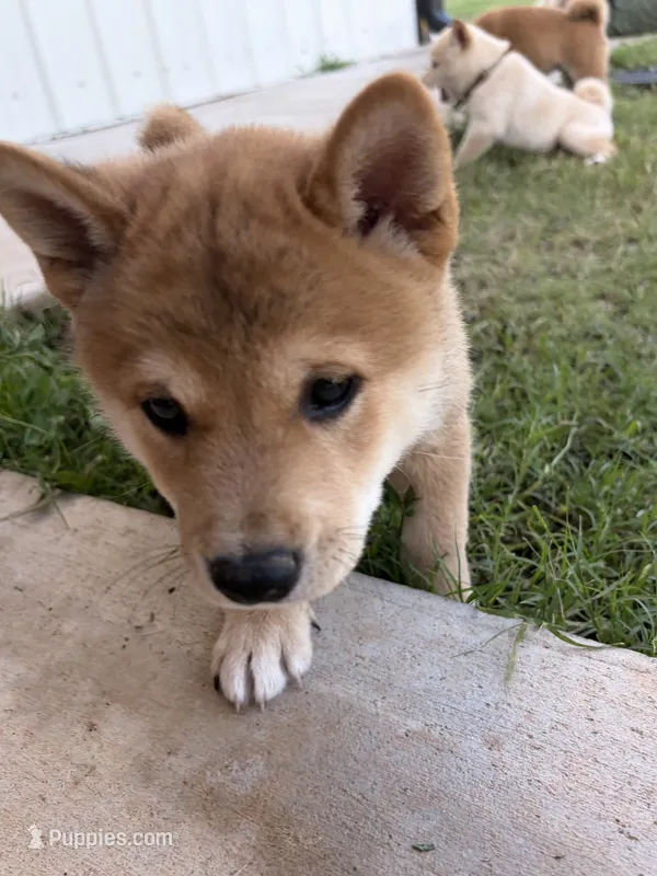 Nitro  – Shiba Inu puppy for sale in Oklahoma City, OK