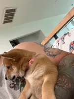 Toffee , a female Shiba Inu for sale in Oklahoma City, OK – 4 of 7