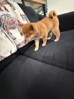 Toffee , a female Shiba Inu for sale in Oklahoma City, OK – 5 of 7