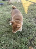 Nitro , a male Shiba Inu for sale in Oklahoma City, OK – 5 of 6