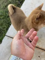 Nitro , a male Shiba Inu for sale in Oklahoma City, OK – 2 of 6