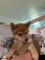 Toffee , a female Shiba Inu for sale in Oklahoma City, OK – 2 of 7