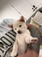 Gohan, a male Shiba Inu for sale in Oklahoma City, OK – 2 of 6
