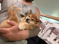 Toffee , a female Shiba Inu for sale in Oklahoma City, OK – 3 of 7