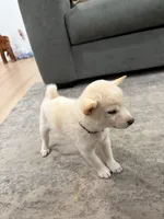 Gohan, a male Shiba Inu for sale in Oklahoma City, OK – 6 of 6