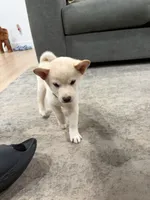 Gohan, a male Shiba Inu for sale in Oklahoma City, OK – 4 of 6