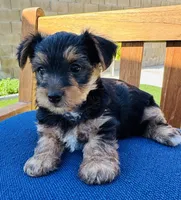 PUPPY MALE, a male Yorkshire Terrier for sale in Indio, CA – 3 of 4