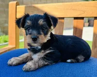 PUPPY MALE, a male Yorkshire Terrier for sale in Indio, CA – 4 of 4