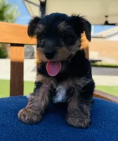 PUPPY MALE, a male Yorkshire Terrier for sale in Indio, CA – 2 of 4