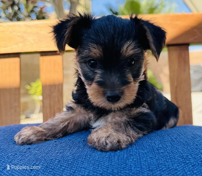 PUPPY MALE – Yorkshire Terrier puppy for sale in Indio, CA