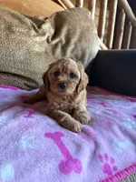 Scarlet , a female Cavapoo for sale in New Castle, PA – 3 of 4