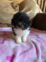 Rosie , a female Maltipoo for sale in New Castle, PA – 3 of 3