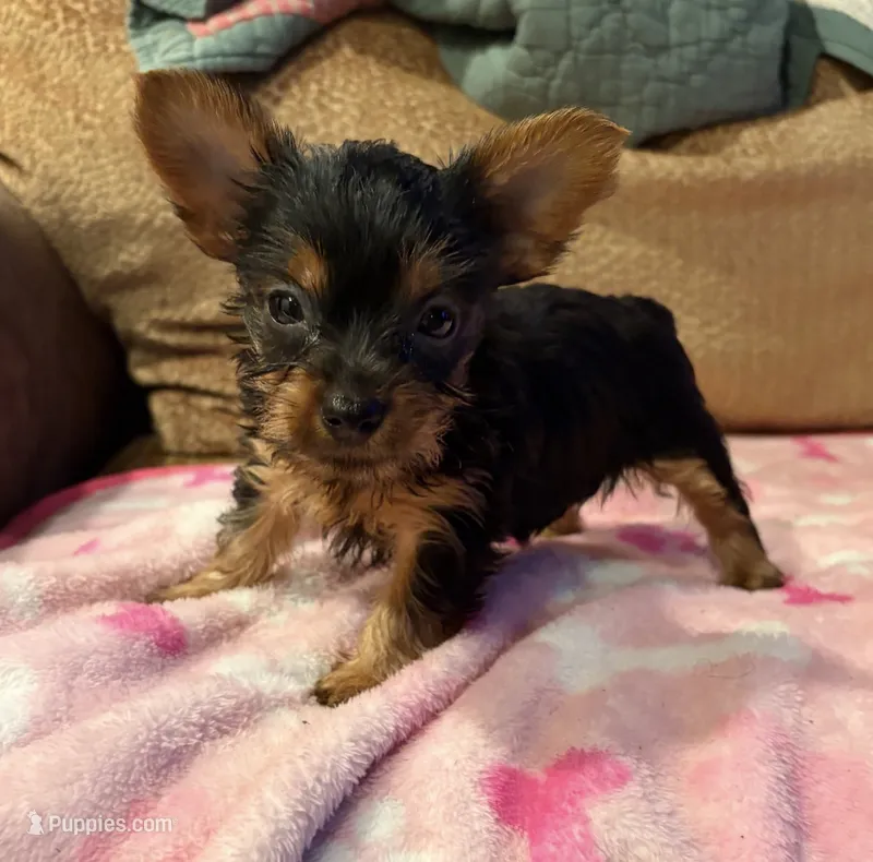 Lady Lulu – Yorkshire Terrier puppy for sale in New Castle, PA