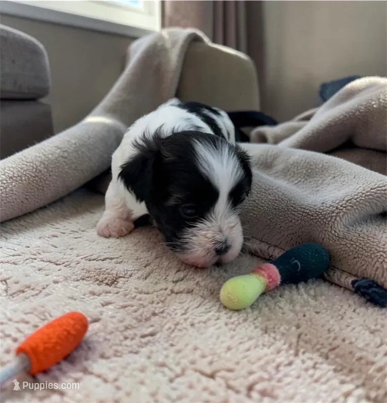 Mickey Mouse  – Bichon Frise, Shih Tzu puppy for sale in New Castle, PA