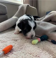 Mickey Mouse , a male Bichon Frise and Shih Tzu for sale in New Castle, PA – Photo 1 of 4