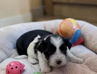 Mickey Mouse , a male Bichon Frise and Shih Tzu for sale in New Castle, PA – Photo 2 of 4