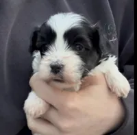 Mickey Mouse , a male Bichon Frise and Shih Tzu for sale in New Castle, PA – Photo 4 of 4