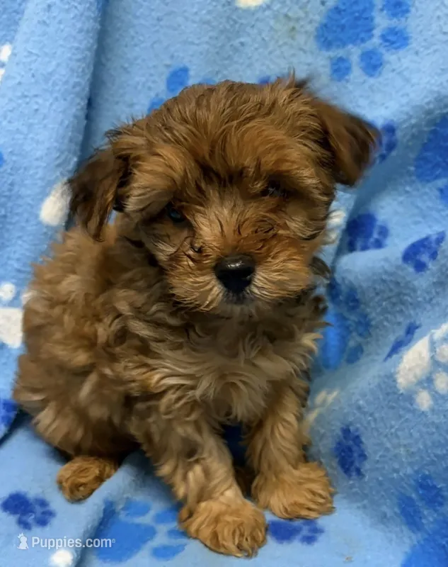 Brownie – Yorkipoo puppy for sale in New Castle, PA