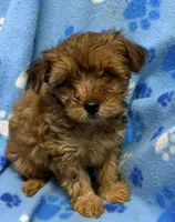 Brownie, a male Yorkipoo for sale in New Castle, PA – 1 of 1