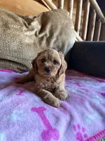 Scarlet , a female Cavapoo for sale in New Castle, PA – 4 of 4
