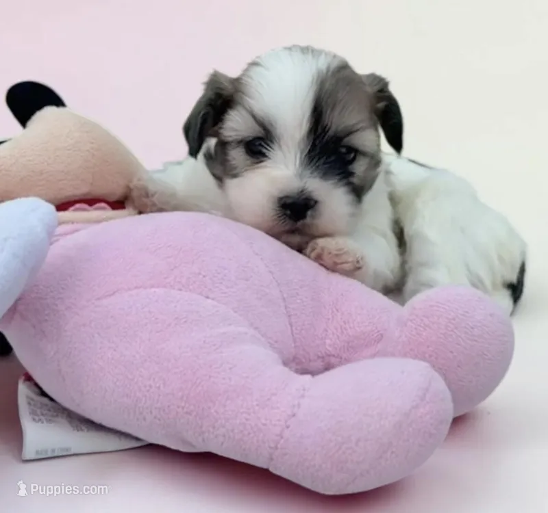 Minnie Mouse – Bichon Frise, Shih Tzu puppy for sale in New Castle, PA