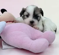 Minnie Mouse, a female Bichon Frise and Shih Tzu for sale in New Castle, PA – Photo 1 of 3