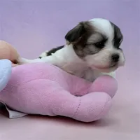 Minnie Mouse, a female Bichon Frise and Shih Tzu for sale in New Castle, PA – Photo 2 of 3