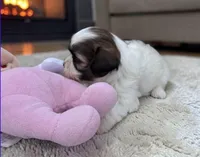 Minnie Mouse, a female Bichon Frise and Shih Tzu for sale in New Castle, PA – Photo 3 of 3