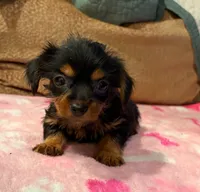 Piper, a female Yorkshire Terrier for sale in New Castle, PA – 1 of 1