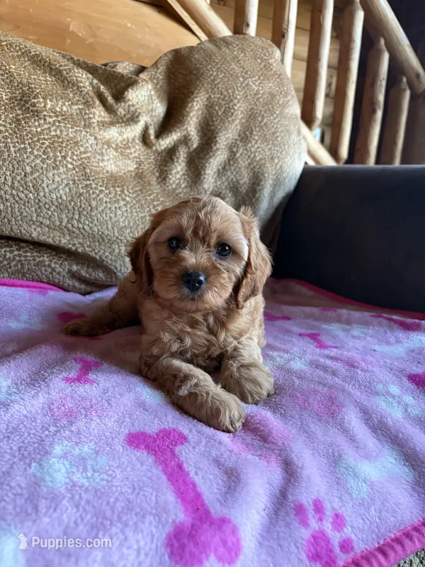 Scarlet  – Cavapoo puppy for sale in New Castle, PA