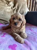 Scarlet , a female Cavapoo for sale in New Castle, PA – 2 of 4