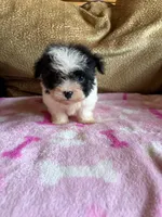 Oreo, a female Maltipoo for sale in New Castle, PA – 1 of 3