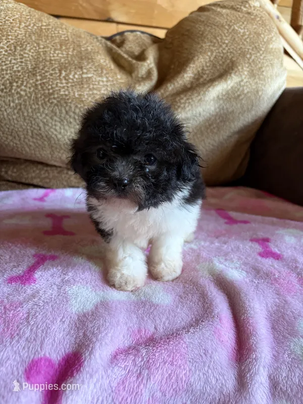 Rosie  – Maltipoo puppy for sale in New Castle, PA