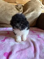 Rosie , a female Maltipoo for sale in New Castle, PA – 1 of 3