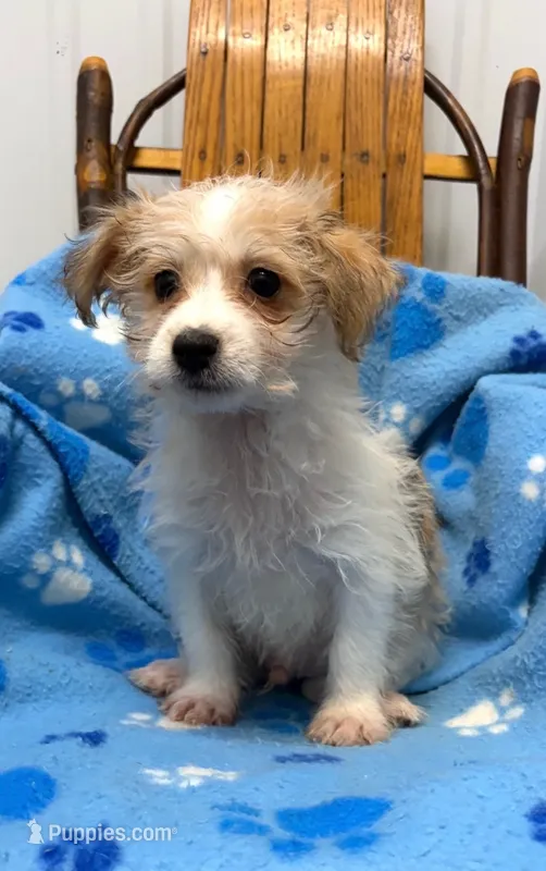 Cooper – Morkie puppy for sale in New Castle, PA