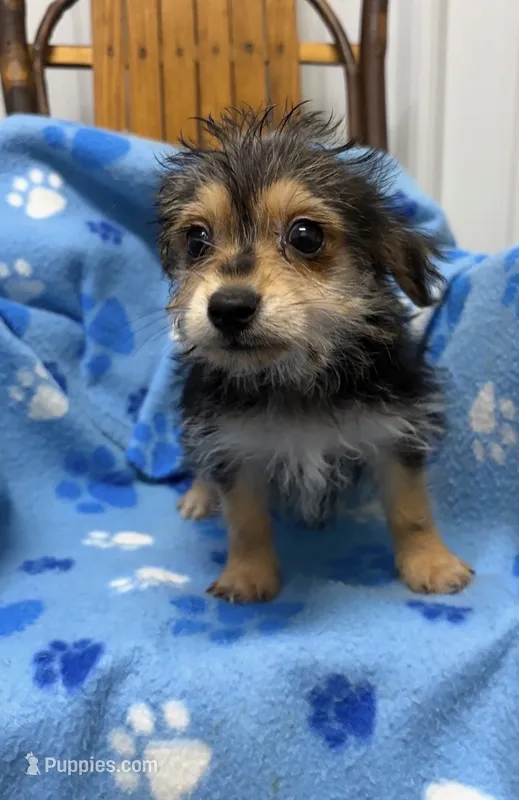 Toby – Morkie puppy for sale in New Castle, PA