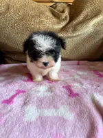Oreo, a female Maltipoo for sale in New Castle, PA – 3 of 3