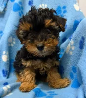 Rusty joe, a male Yorkipoo for sale in New Castle, PA – 1 of 1