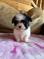 Oreo, a female Maltipoo for sale in New Castle, PA – 2 of 3