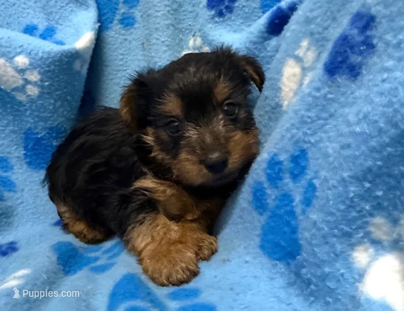 Buddy boy – Yorkshire Terrier puppy for sale in New Castle, PA