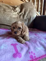 Scarlet , a female Cavapoo for sale in New Castle, PA – 1 of 4