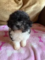Rosie , a female Maltipoo for sale in New Castle, PA – 2 of 3