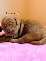 Carmel, a female Labradoodle for sale in Shingle Springs, CA – 2 of 2